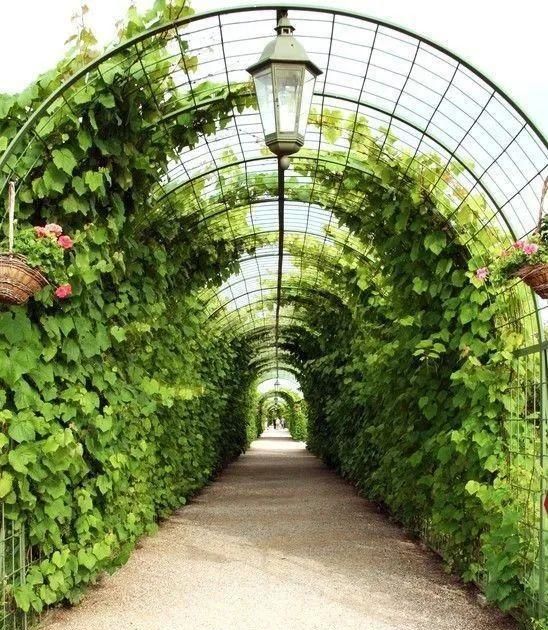 围墙的植物景境设计——围墙在藤蔓包围下,生动活泼,富有生气!