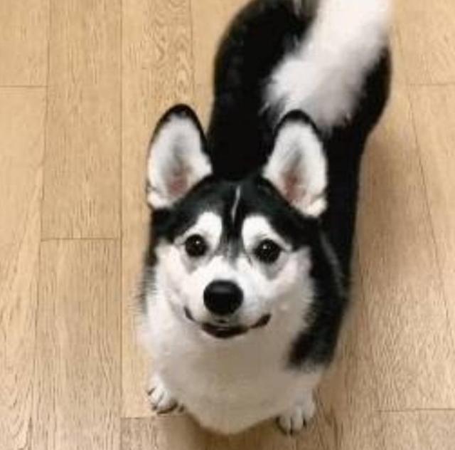 哈士奇出门鬼混,生下了一窝小短腿,铲屎官:找亲家算抚养费去