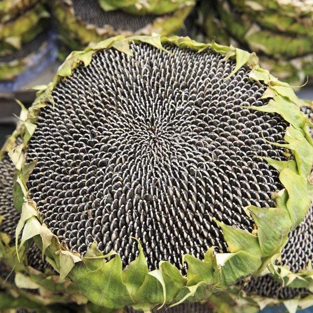 甚至有高达60厘米的,它的果实当然就是葵花籽,这应该是各位最喜欢的