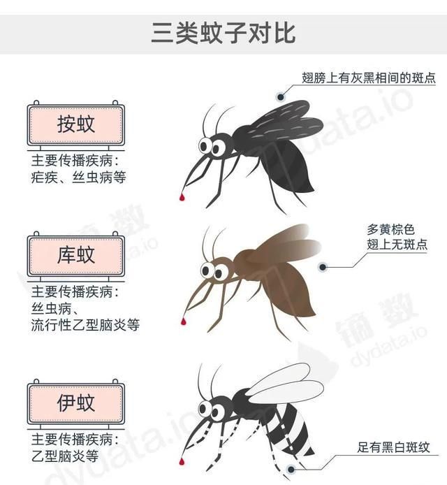 公蚊子母蚊子区别图片图片