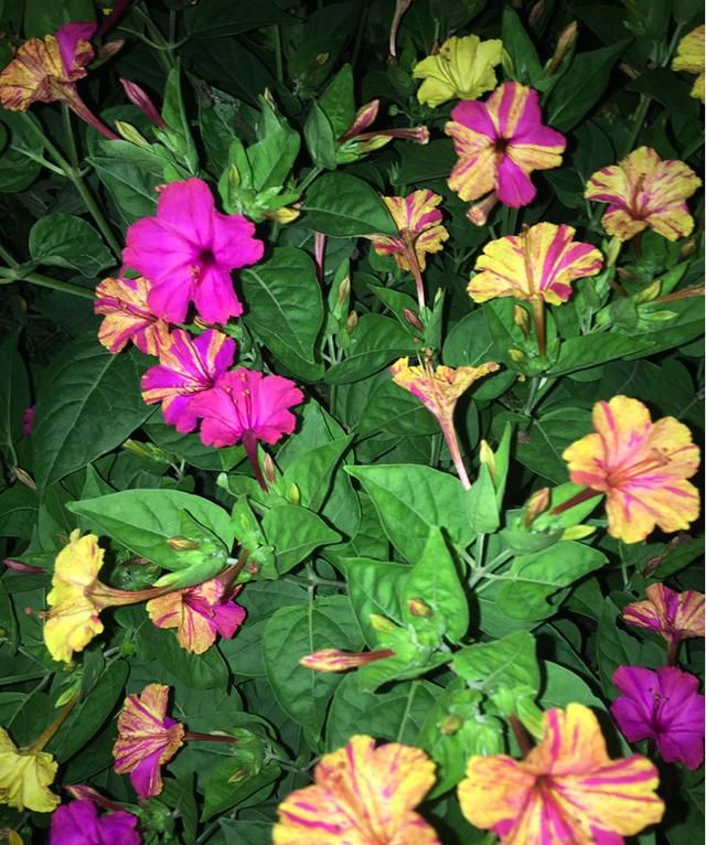 小时候经常见的晚饭花,总在吃饭时开花,现在却少见