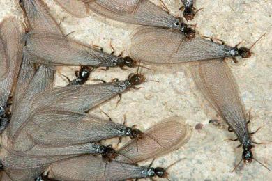 英国出现长达80公里的飞蚁群,气象雷达都被干扰,显