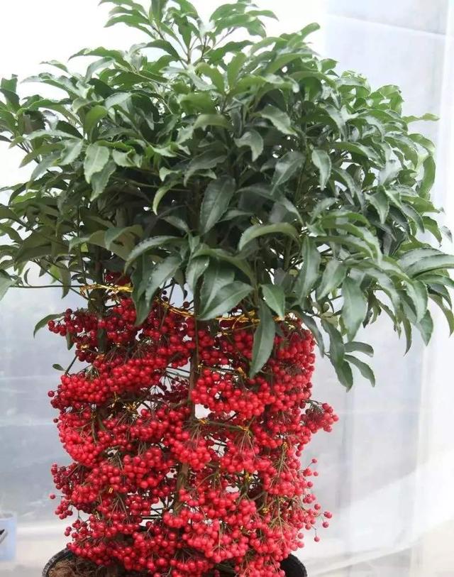 这3种吉祥树寓意好,随便养一棵带来好福气,然而很多