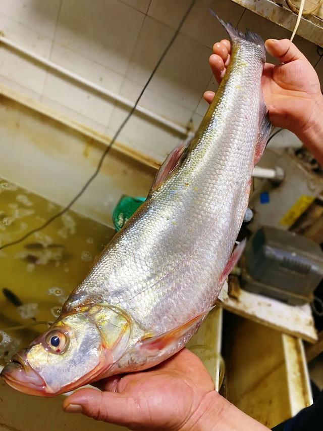 长春开了10来年的吃鱼神店,很多人开车都来吃,兴凯湖大白鱼超鲜
