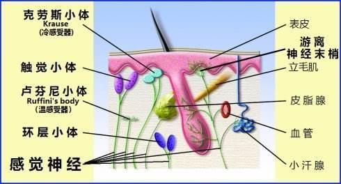 100℃的水和食用油,哪个更烫手些?