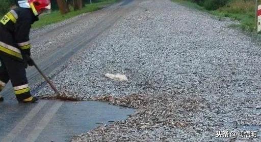 世界上有些国家会下"鱼雨",雨后路面上全都是鱼