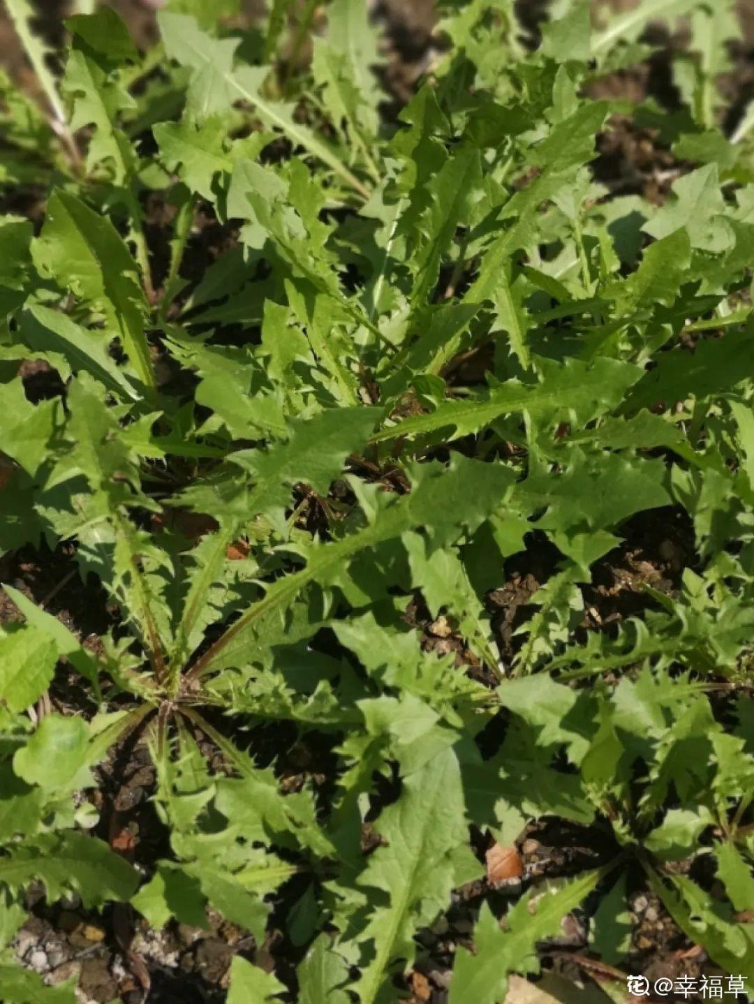 在春天的时候,蒲公英还没有开花,这时候最嫩啦,可以摘蒲公英嫩叶炒菜