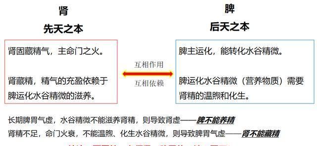 男人想肾好必须先固精固精补肾丸脾肾双补什么时间吃最好