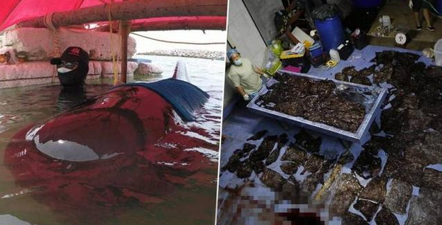 这是一条死亡鲸鱼肚里发现的塑料袋