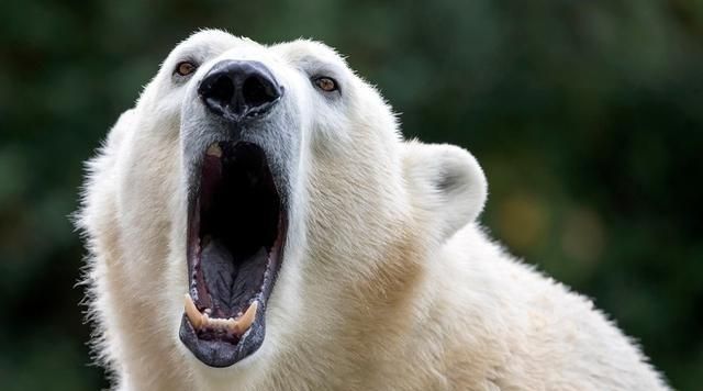 当海冰融化时56只北极熊进入偏远的村庄俄北