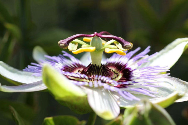 此花是一种极具观赏性和实用性的植物,它的花语是是憧憬|西番莲|花语|