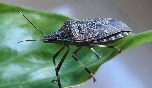 村里老人爱说:"有钱人吃鹿茸,没钱人吃屁巴虫",屁巴虫是啥