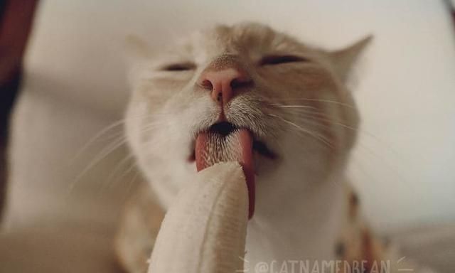 喵星人爱上吃香蕉闭眼狂舔神情超猥亵好吃到不顾形象萌倒大片网友