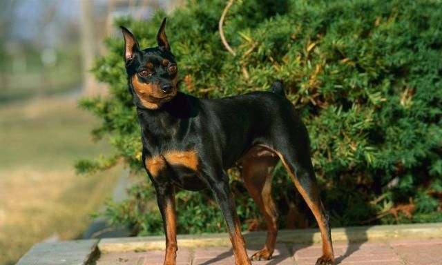迷你杜宾犬,身姿优美,是非常适合城市居民饲养的护卫犬