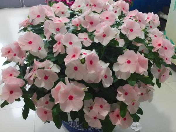 五瓣梅:不为人熟知的开花机器,盆栽可天天赏花,好看