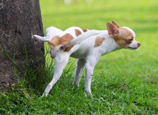 为什么狗狗撒尿都要抬起一条腿?这其中有2个很有意思的传说