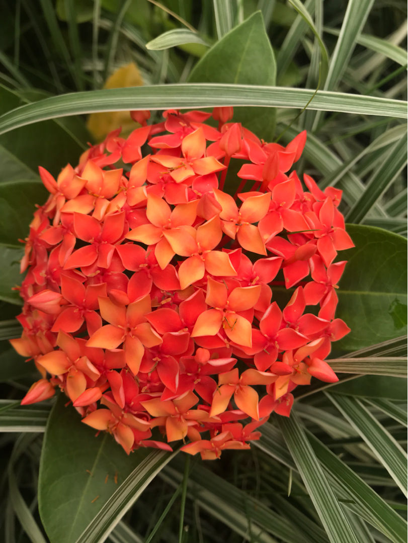 龙船花开花像绣球,花色艳丽个头还大,新手也能养爆盆