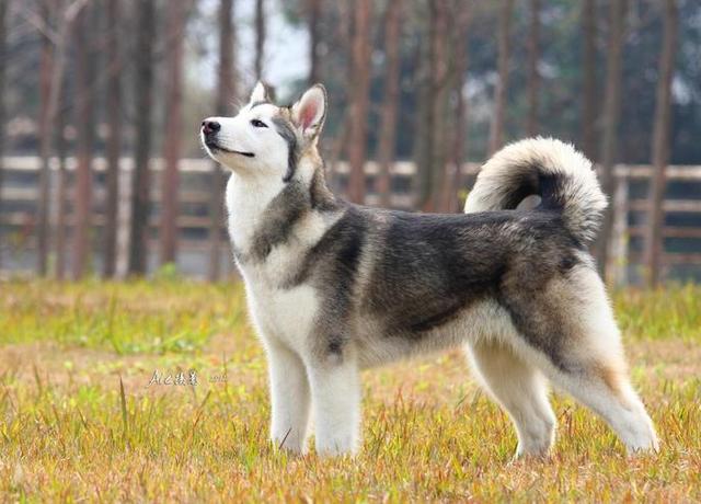 养阿拉斯加的人越来越少看完这些你就知道为什么了