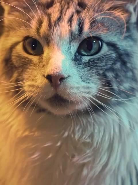 被这只猫帅到了_新浪新闻