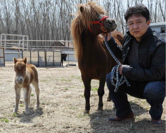 于谦- 天精地华宠乐园|于谦|小矮马|乐园_新浪新闻