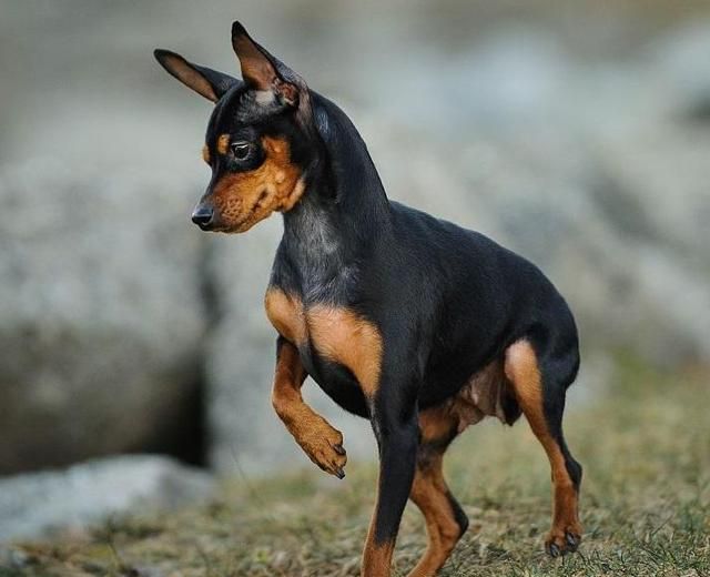迷你杜宾犬,身姿优美,是非常适合城市居民饲养的护卫犬