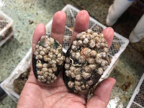 鲍鱼养殖其实也面临着有害生物的困扰,比如藤壶,牡蛎等污损生物可能