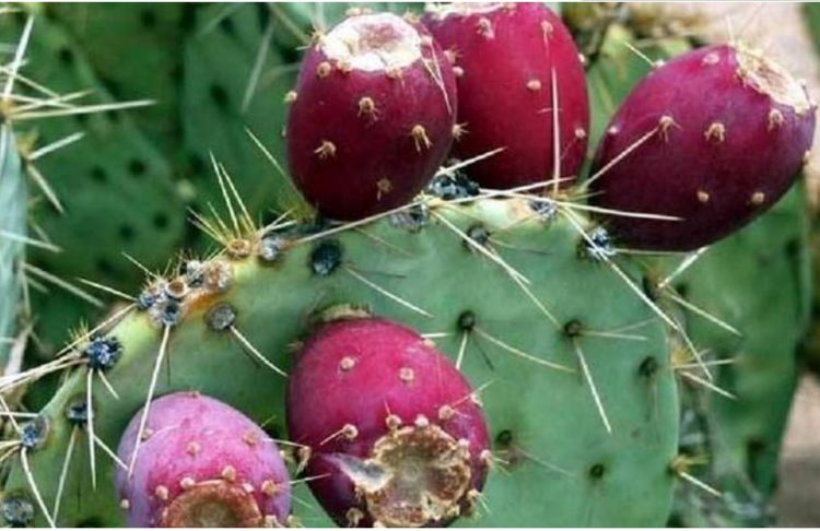 养了10年的仙人掌,结满了果实,漂亮好吃,价格翻几倍!