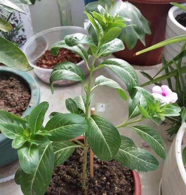 五瓣梅:不为人熟知的开花机器,盆栽可天天赏花,好看又好养