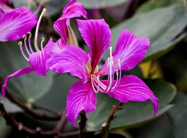 羊蹄甲喜光照温暖,潮湿环境.