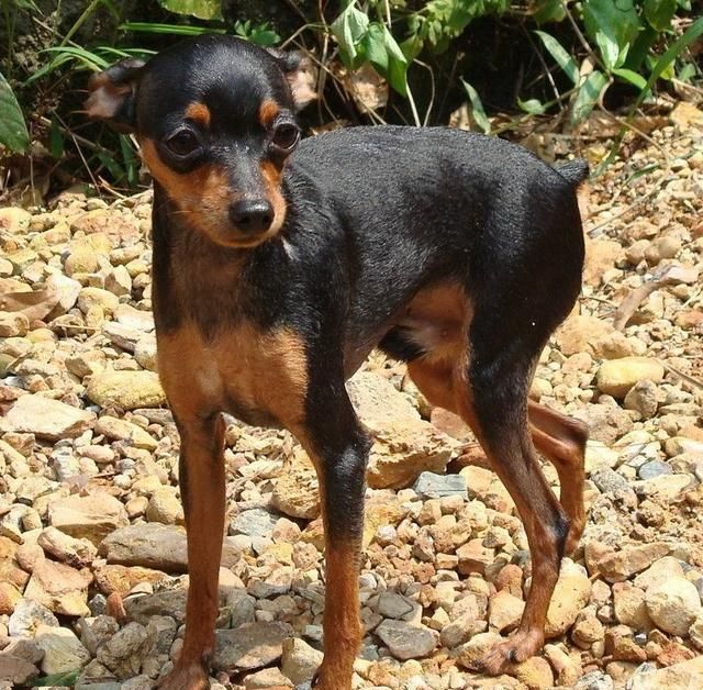迷你杜宾犬,身姿优美,是非常适合城市居民饲养的护卫犬
