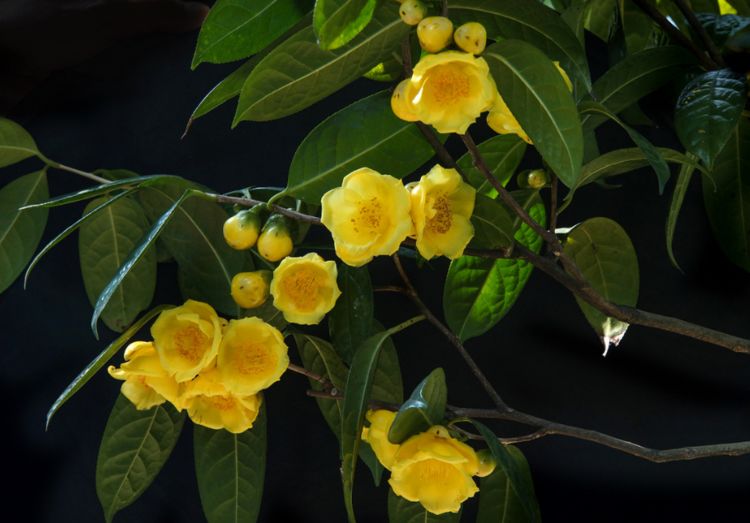 此花金瓣玉蕊,美艳怡人,其观赏价值无与伦比,代表着美德和可爱