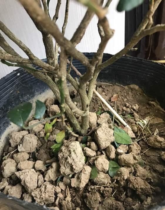 九里香养的好白花开满盆花香飘十里十米外都能闻到花香