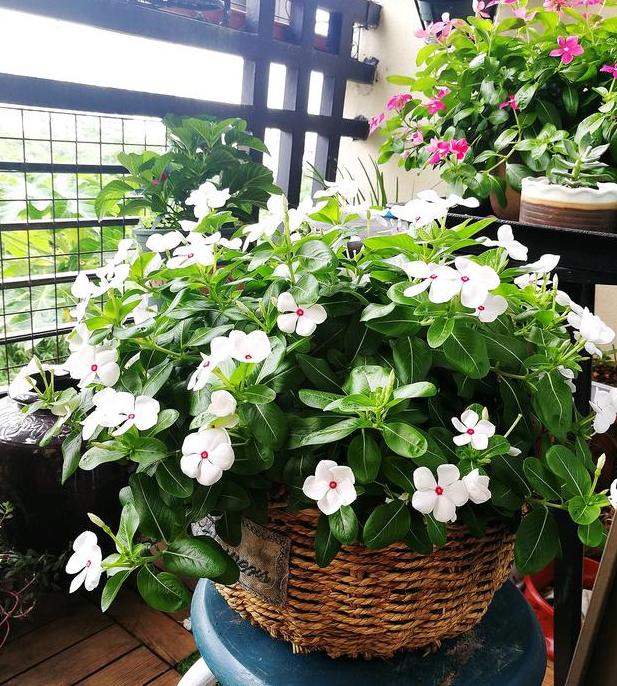 五瓣梅:不为人熟知的开花机器,盆栽可天天赏花,好看