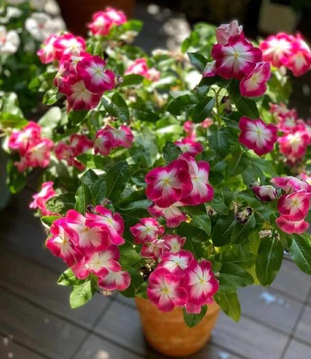 五瓣梅:不为人熟知的开花机器,盆栽可天天赏花,好看又好养