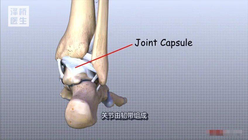 踝关节解剖动画教程 踝关节由胫骨、腓骨下端的关节面与距骨滑车_新浪新闻