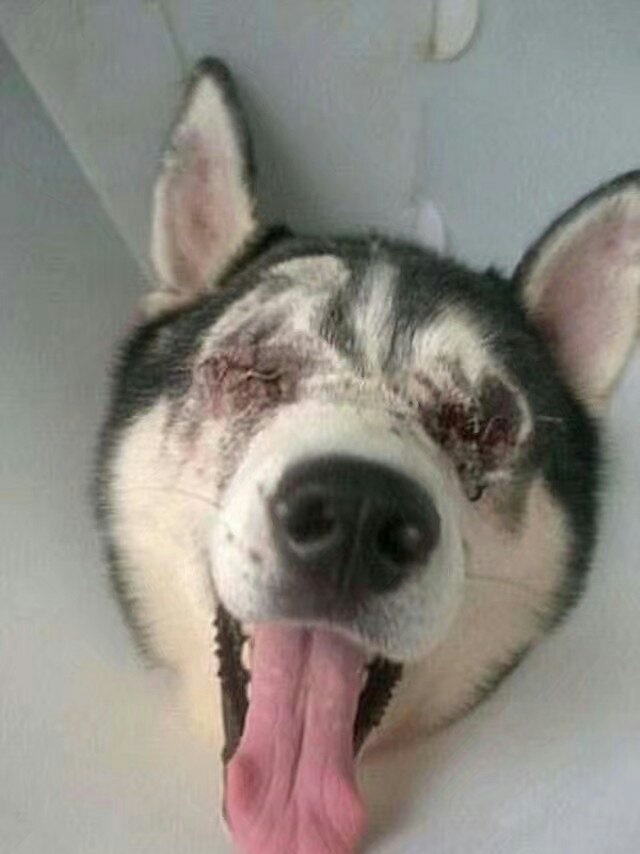 哈士奇走路十分怪异,得知原因后令人火冒三丈