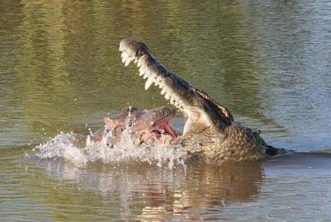 鳄鱼正在吃大口吃肉条,摄影师走进一看,下一幕让他惊了
