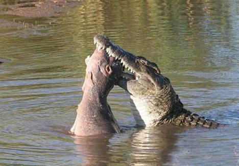 鳄鱼正在吃大口吃肉条,摄影师走进一看,下一幕让他惊了