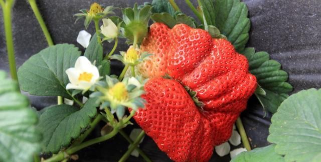世界上最奇葩的草莓,拥有各种奇形怪状,一颗售价1.4万日元