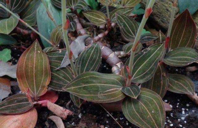 走着走着,突然发现了这种草,他经验比较的丰富,一口就咬定是真金草,还