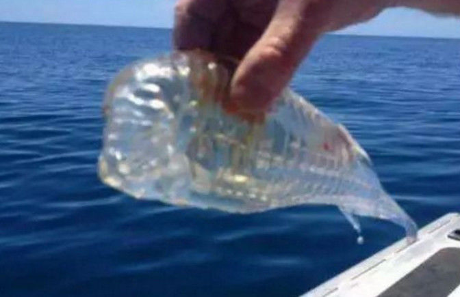 男子在深海潜水时发现一个透明塑料瓶,游近一看顿时屌丢弃了