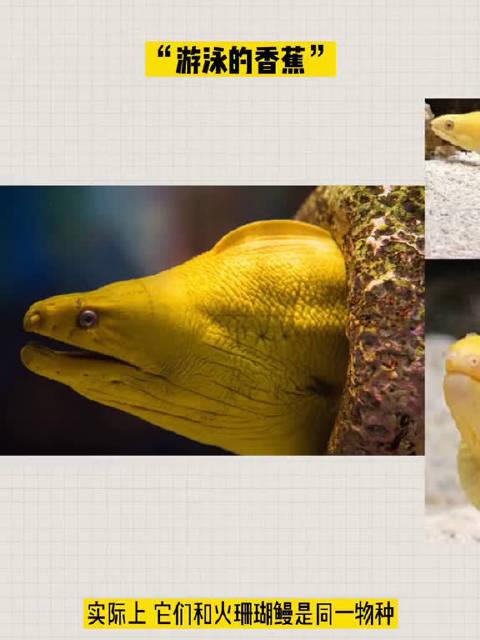 金黄色带黑点的海鳗,来自南美海岸的珊瑚礁