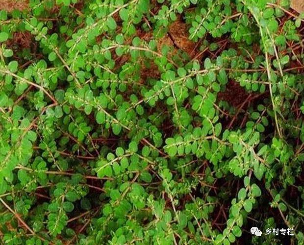 农村墙角一野草,又叫"血见愁",是一味止血神药,可别小瞧了!