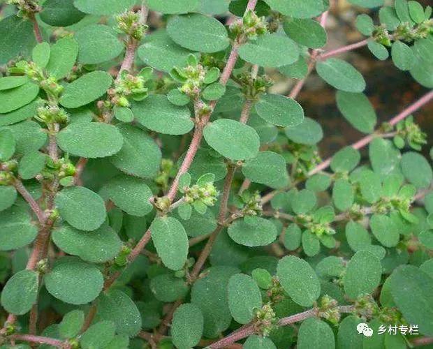 农村墙角一野草,又叫"血见愁",是一味止血神药,可别小瞧了!