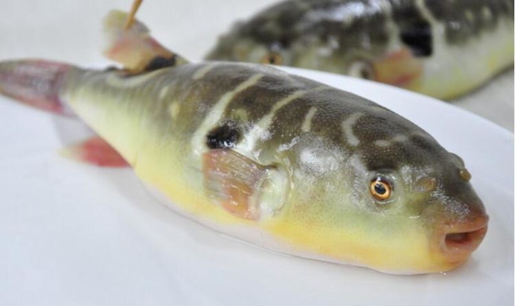 男子捉到神秘怪鱼准备炖汤尝鲜而妻子看到后竟一脚踢翻在地