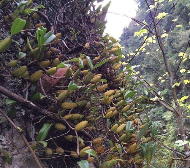 特别是如今秋天,石仙桃的价格非常高,野生的就更加不用说了