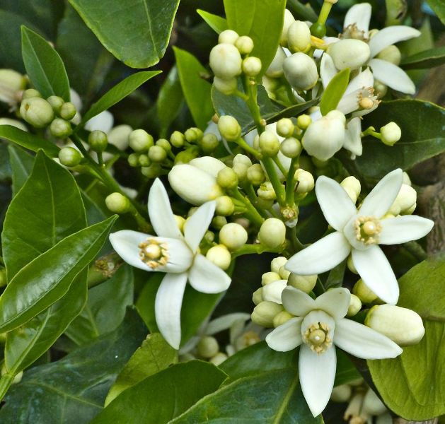 此花花色洁白,沁人心脾的芳香充满了迷人的气息,带来祥和的感受