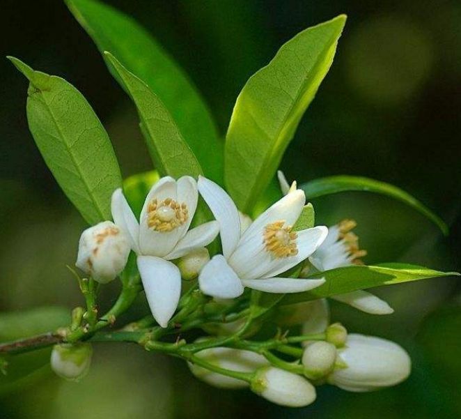 此花花色洁白,沁人心脾的芳香充满了迷人的气息,带来祥和的感受