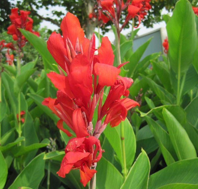 此花花色艳丽,远远望去灿烂夺目宛如片片红霞,寓意为坚持到底