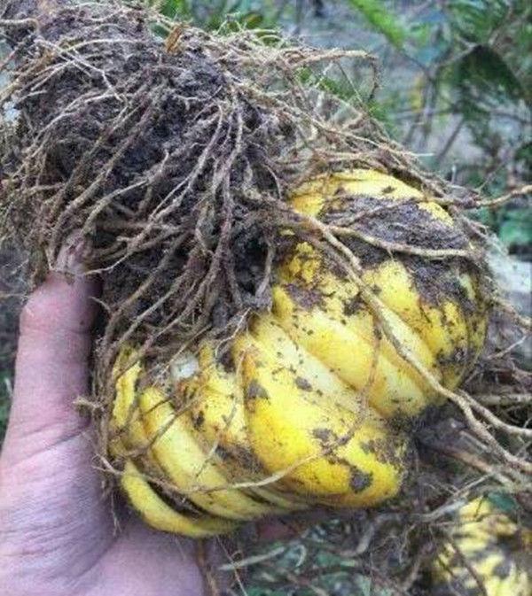 农村老汉山上挖出黄色"大蒜".经专家鉴定, 老汉乐开了花.